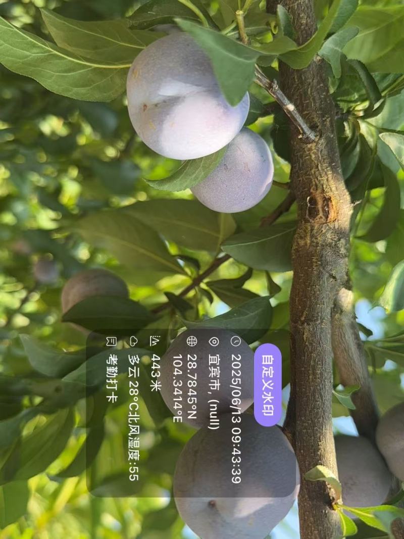 屏山县五月脆/凤凰李/糖度16个