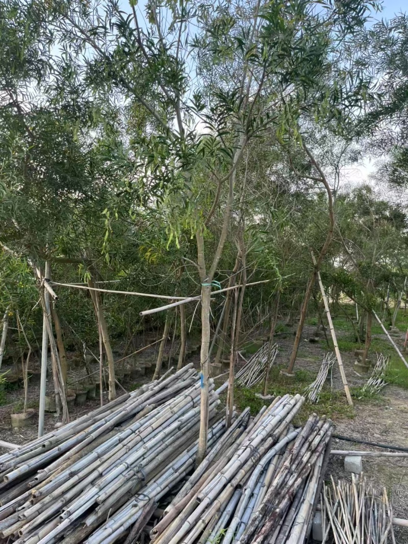 台湾相思树2-6公分基地供应量大从优诚信经营欢迎咨询