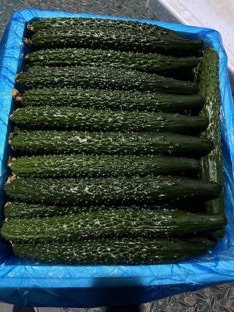 辽宁A级精品水黄瓜（鲜花）辽宁一级水黄瓜，辽宁精品水黄瓜