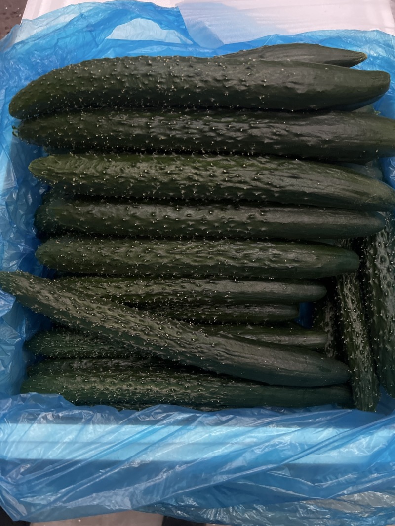 辽宁A级精品水黄瓜（鲜花）辽宁一级水黄瓜，辽宁精品水黄瓜
