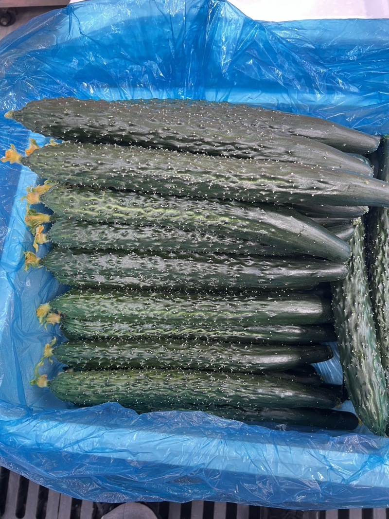 辽宁A级精品水黄瓜（鲜花）辽宁一级水黄瓜，辽宁精品水黄瓜