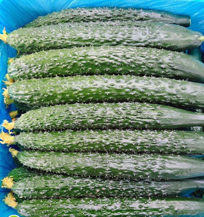 辽宁A级精品水黄瓜（鲜花）辽宁一级水黄瓜，辽宁精品水黄瓜