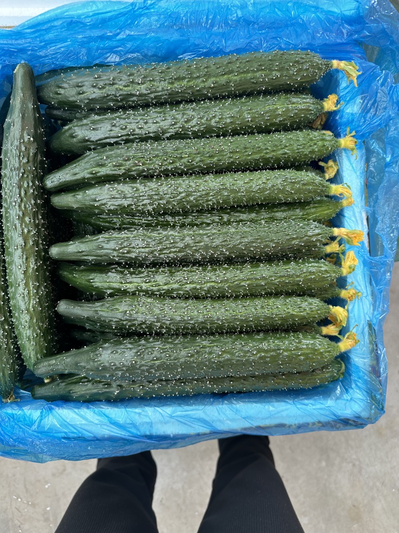 辽宁A级精品水黄瓜（鲜花）辽宁一级水黄瓜，辽宁精品水黄瓜