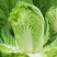 金秋65黄心白菜种子早熟口感鲜美高产抗病耐寒黄芯秋播