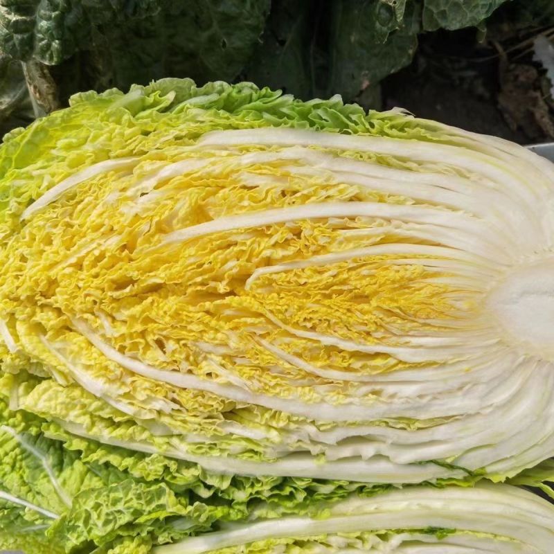 金秋65黄心白菜种子早熟口感鲜美高产抗病耐寒黄芯秋播