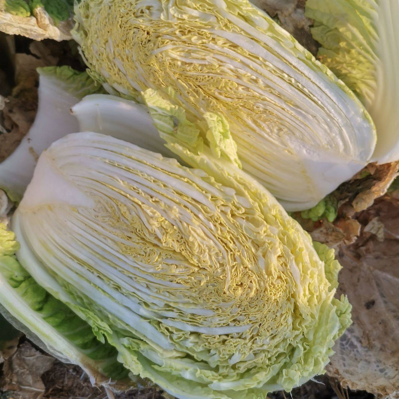金秋65黄心白菜种子早熟口感鲜美高产抗病耐寒黄芯秋播