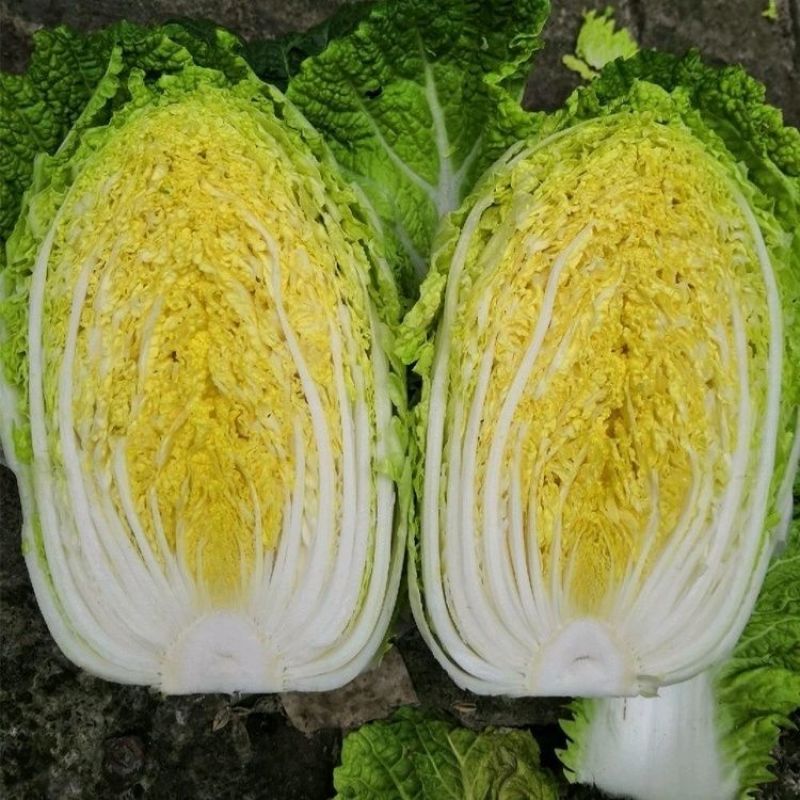 金秋65黄心白菜种子早熟口感鲜美高产抗病耐寒黄芯秋播