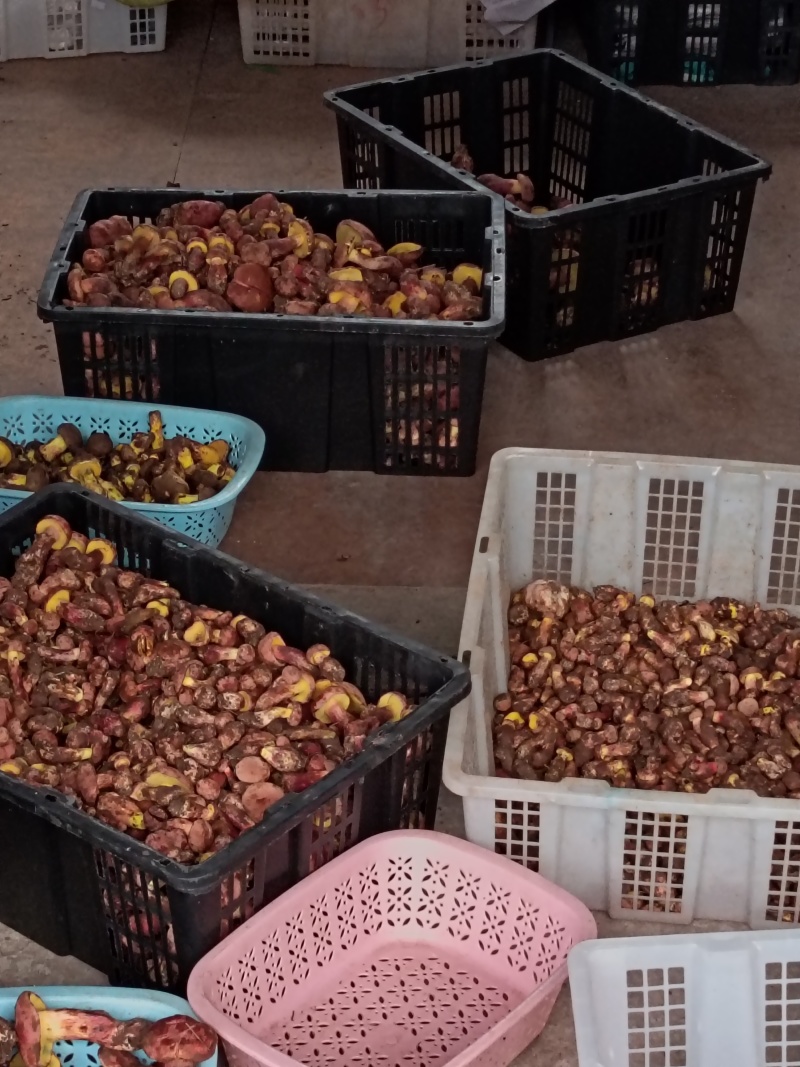 2025精品野生菌红葱红见手精品小骨朵新鲜采摘的美味牛肝