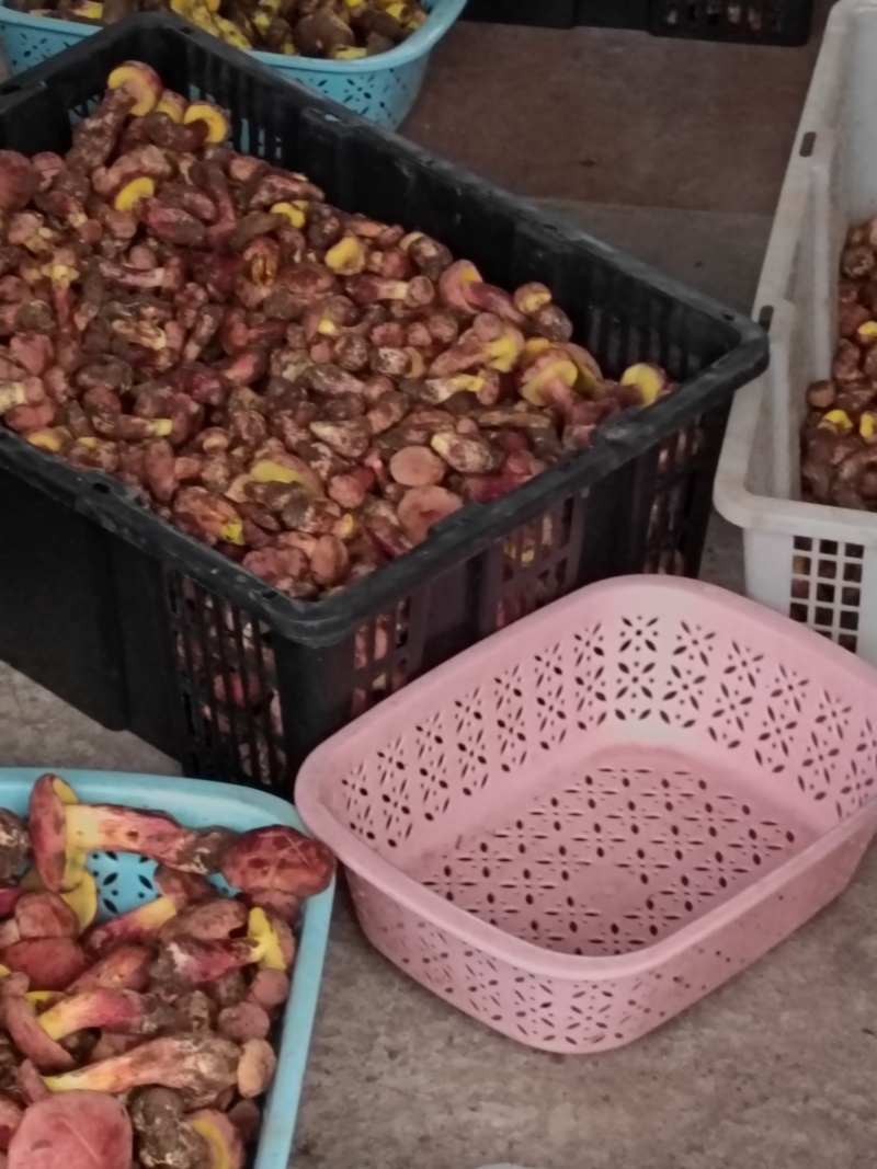 2025精品野生菌红葱红见手精品小骨朵新鲜采摘的美味牛肝