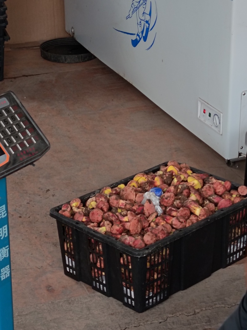 2025精品野生菌红葱红见手精品小骨朵新鲜采摘的美味牛肝
