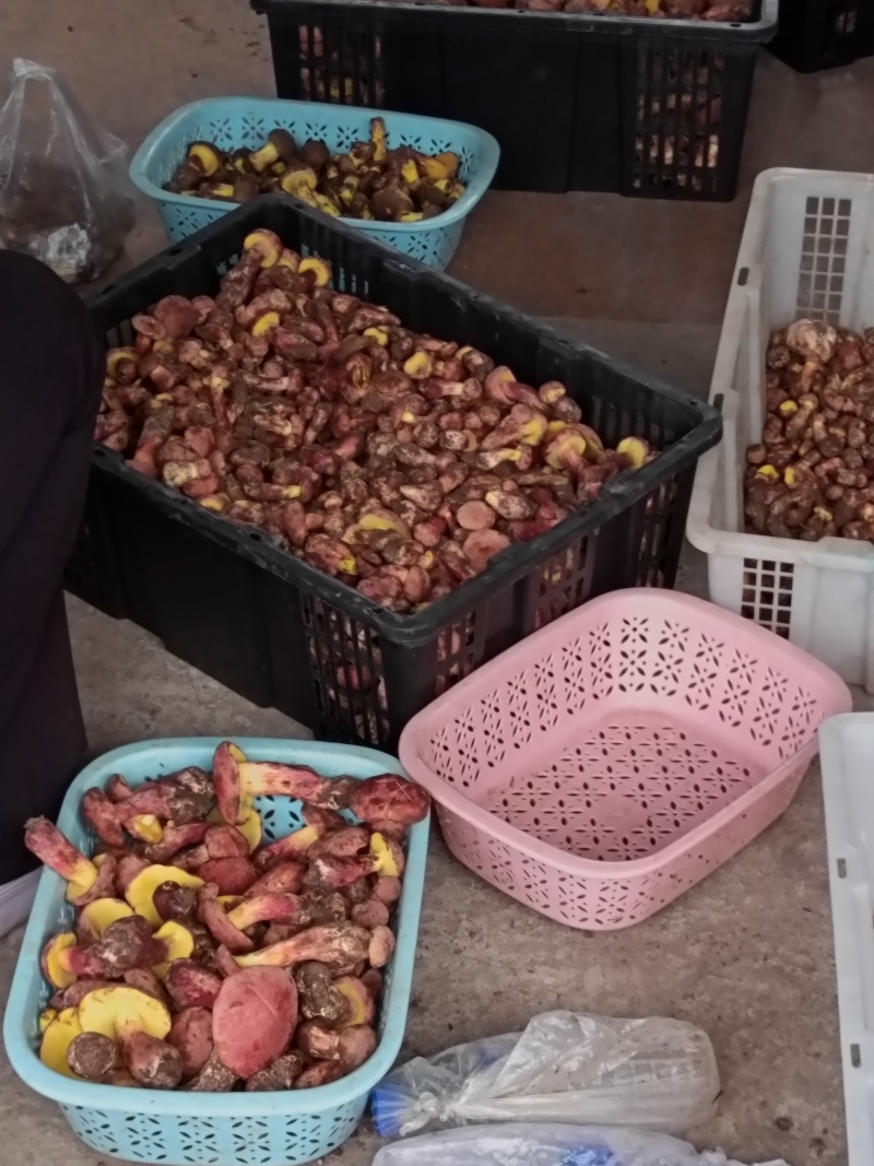 2025精品野生菌红葱红见手精品小骨朵新鲜采摘的美味牛肝