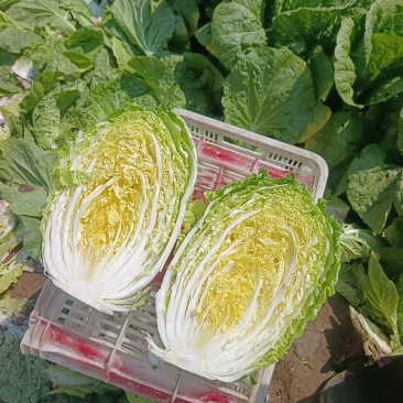 春季黄心白菜
