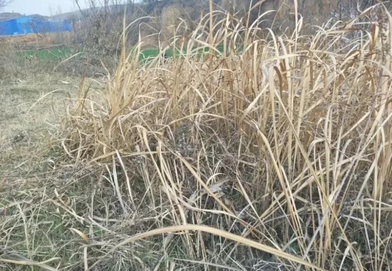 乡村野生白茅根纯野生自然晒干无硫