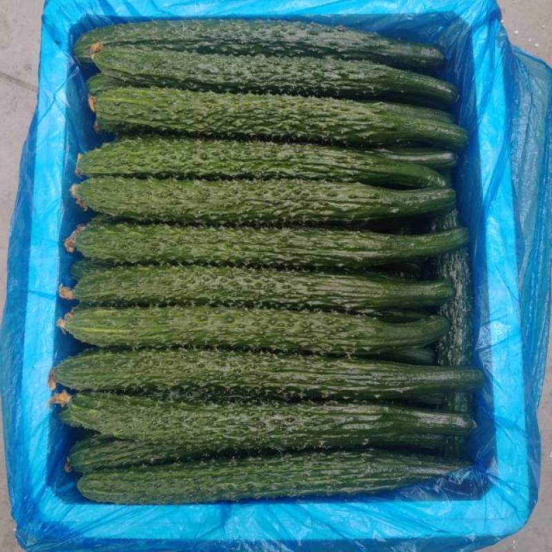 辽宁A级精品水黄瓜，辽宁一级精品水黄瓜，辽宁精品水黄瓜