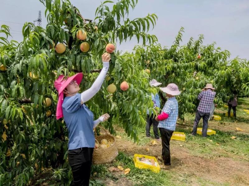 阳山水蜜桃、精品、规格齐全、一手货源，批发、电商一件代发