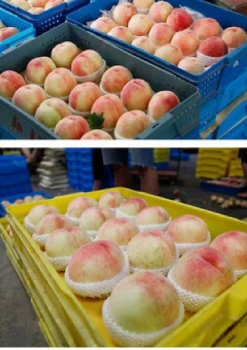 阳山水蜜桃、精品、规格齐全、一手货源，批发、电商一件代发