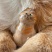 透明猫毛收纳盒收藏扭蛋猫咪毛发存放吊饰胶囊扭蛋包钥匙扣挂件