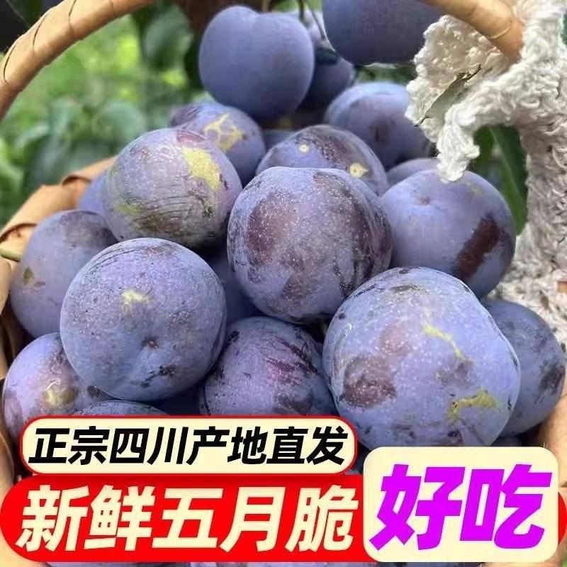 《精选》四川五月脆李子大量上市中接受预定对接全国保质保