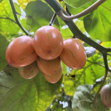 树番茄