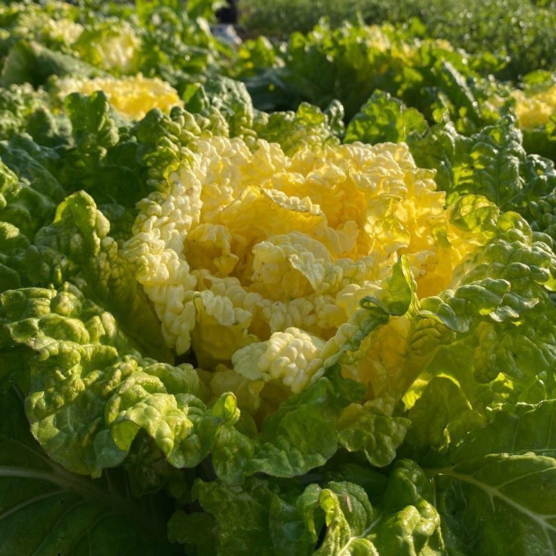 皇贵妃大白菜种子黄心白菜四季快菜好吃高产蔬菜种籽早熟耐寒