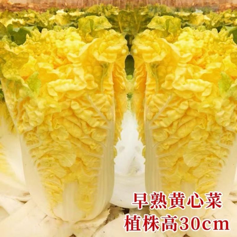 皇贵妃大白菜种子黄心白菜四季快菜好吃高产蔬菜种籽早熟耐寒