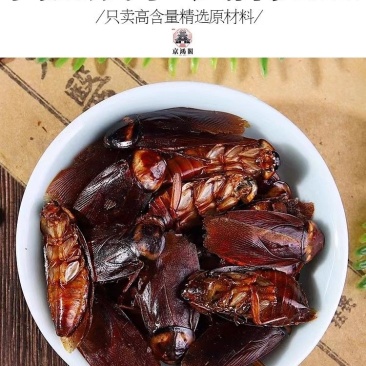 美洲大蠊蟑螂