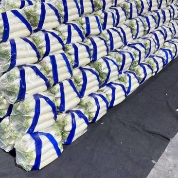 河北一级精品白萝卜，河北A级精品白萝卜，河北精品白萝卜