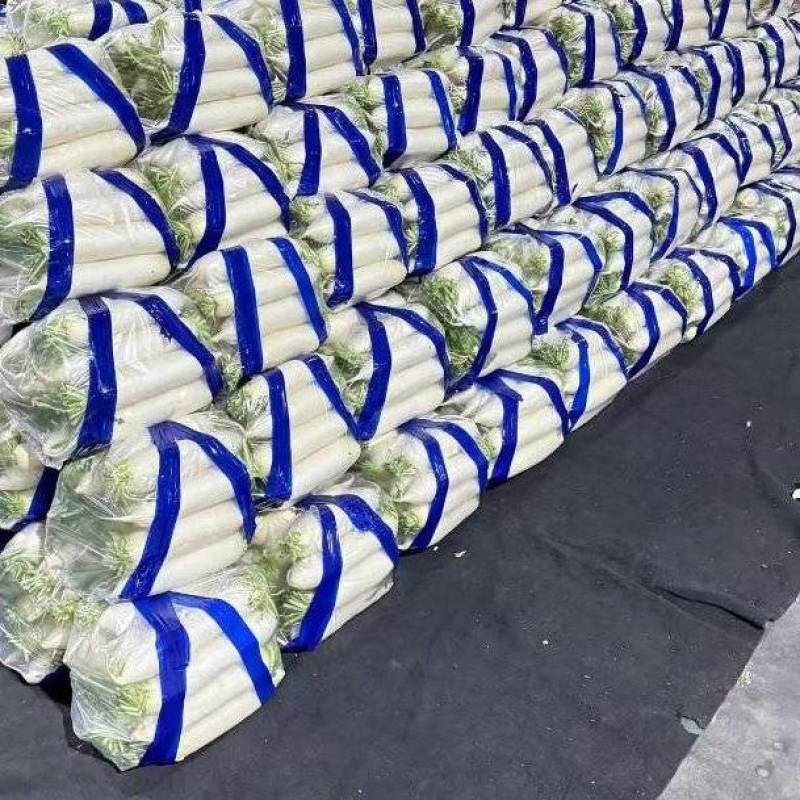 河北一级精品白萝卜，河北A级精品白萝卜，河北精品白萝卜