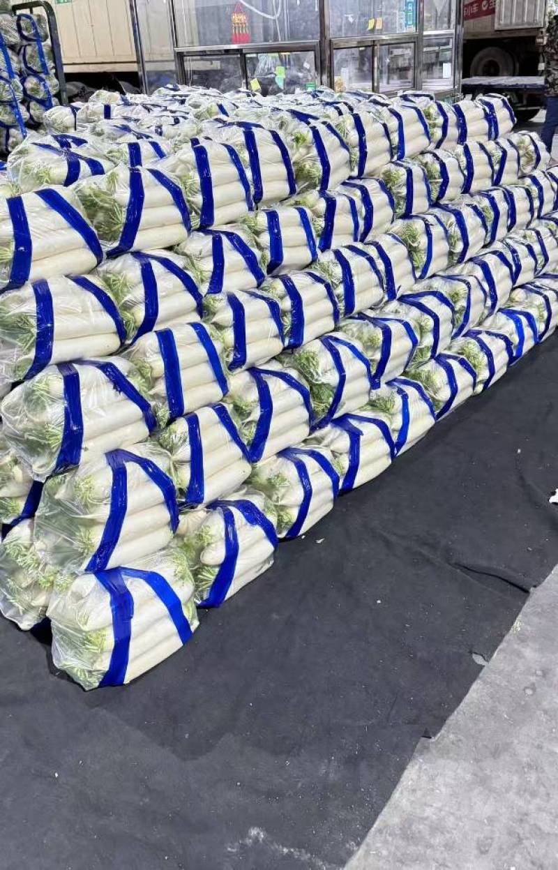河北一级精品白萝卜，河北A级精品白萝卜，河北精品白萝卜