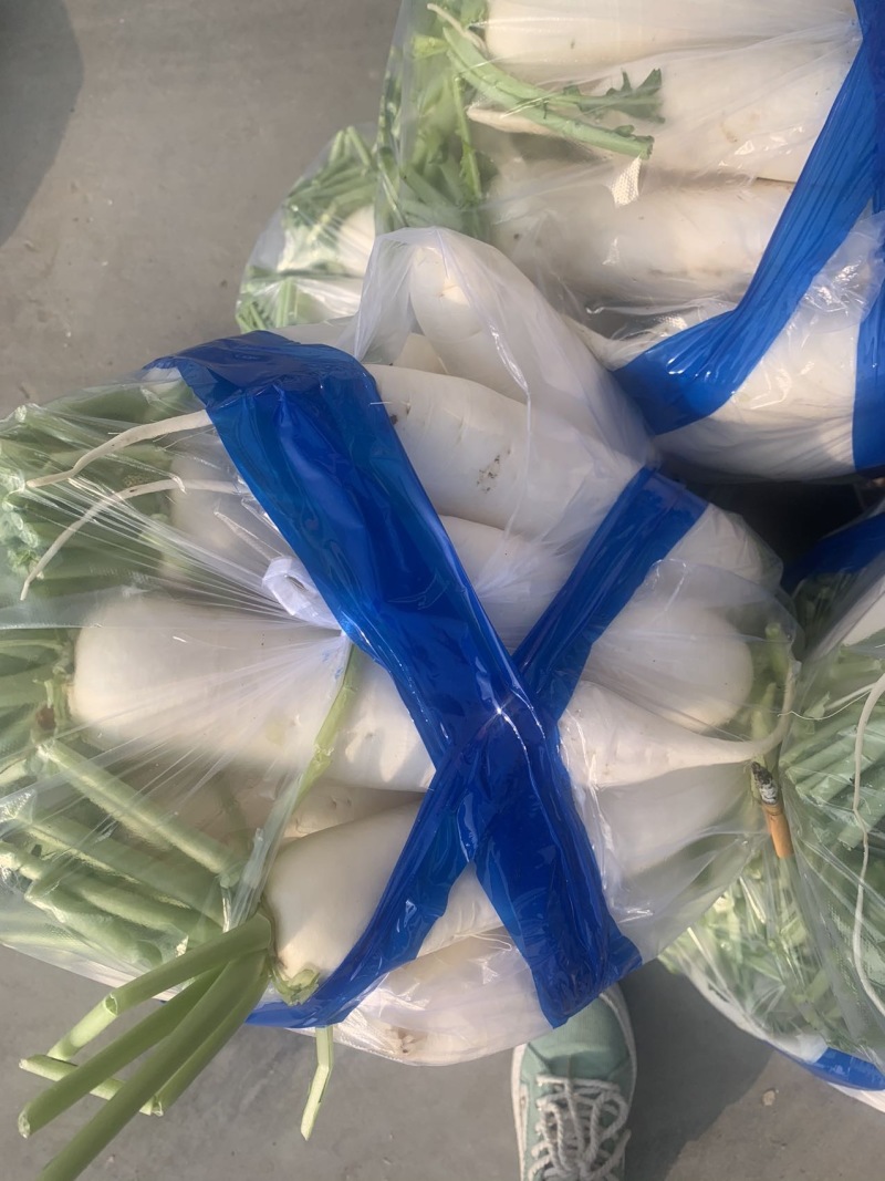 河北一级精品白萝卜，河北A级精品白萝卜，河北精品白萝卜