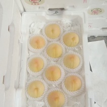 精品水蜜桃油桃黄桃大量供货保质保量欢迎产地考场洽谈合作