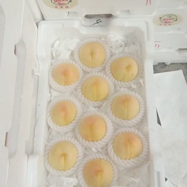 精品水蜜桃油桃黄桃大量供货保质保量欢迎产地考场洽谈合作