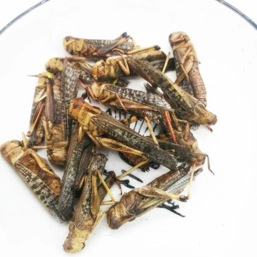 蚂蚱蝗虫干品药材