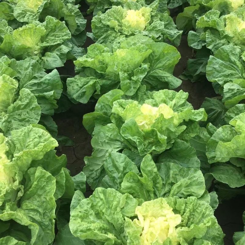 美味鸡蛋黄大白菜种子黄心四季快菜好吃抗病高产蔬菜种籽