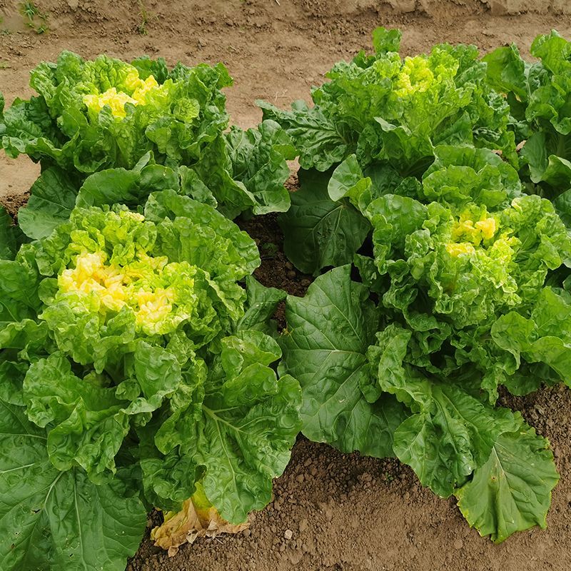 美味鸡蛋黄大白菜种子黄心四季快菜好吃抗病高产蔬菜种籽