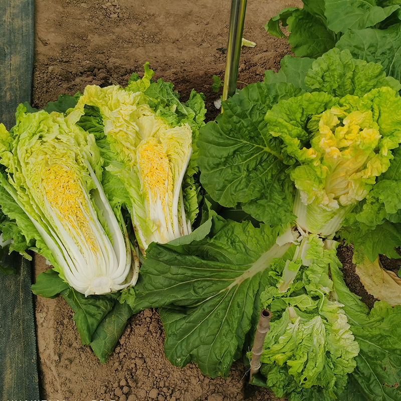 美味鸡蛋黄大白菜种子黄心四季快菜好吃抗病高产蔬菜种籽