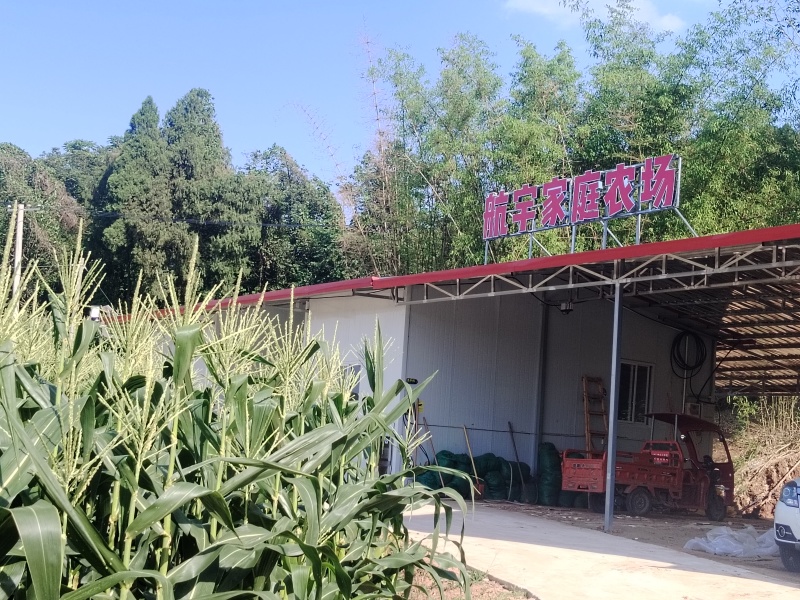 四川绵阳三台花园涪陵麦冬一手无琉货源保质保量欢迎咨询