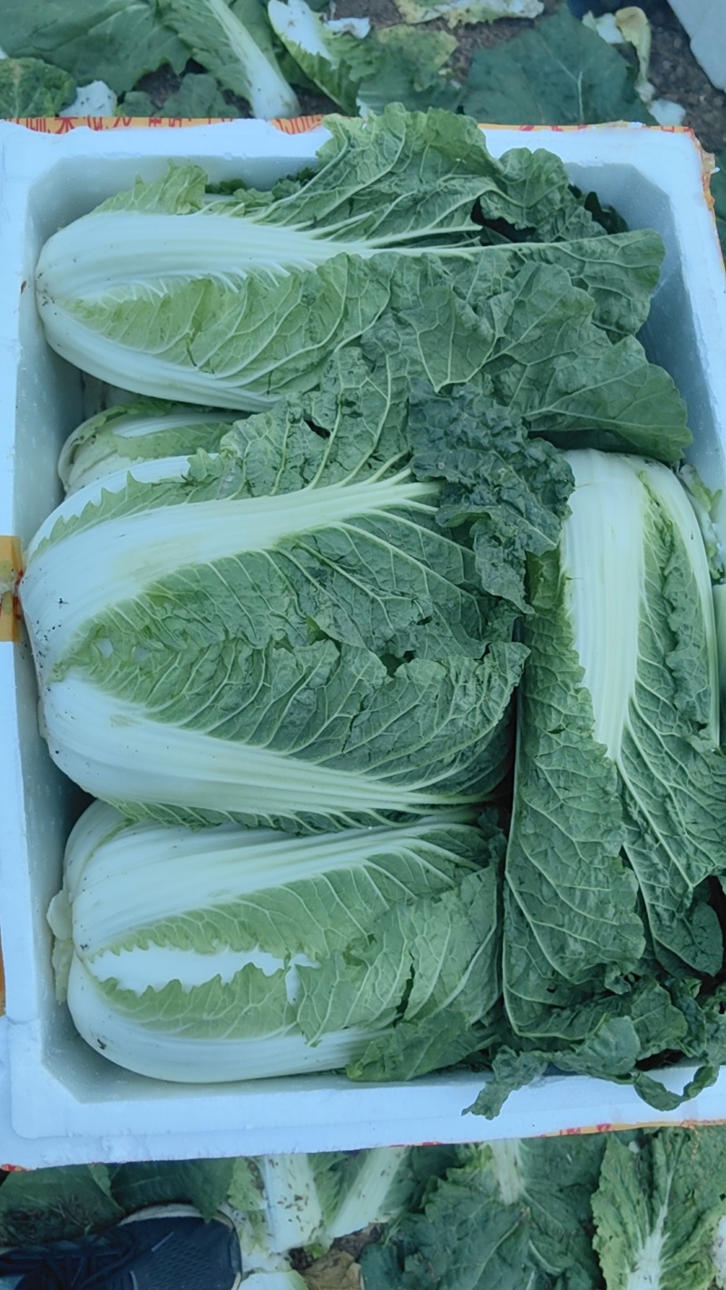 白菜