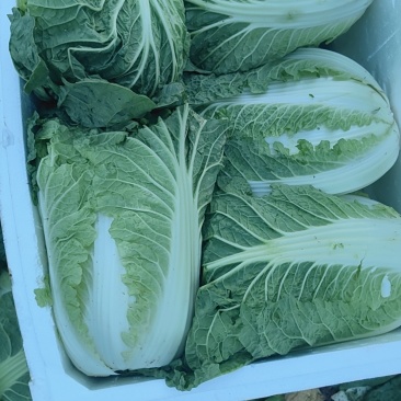 白菜