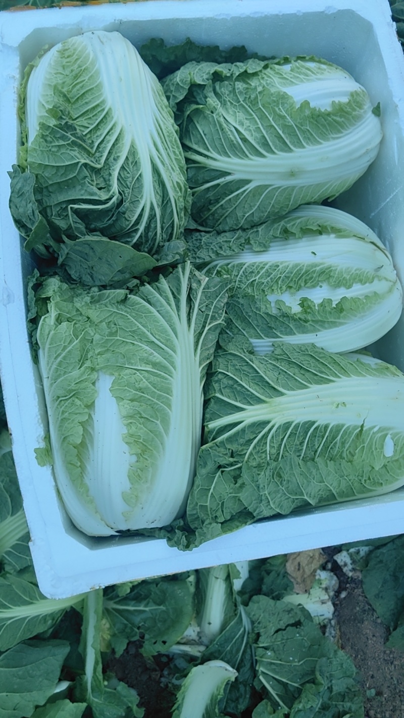 白菜