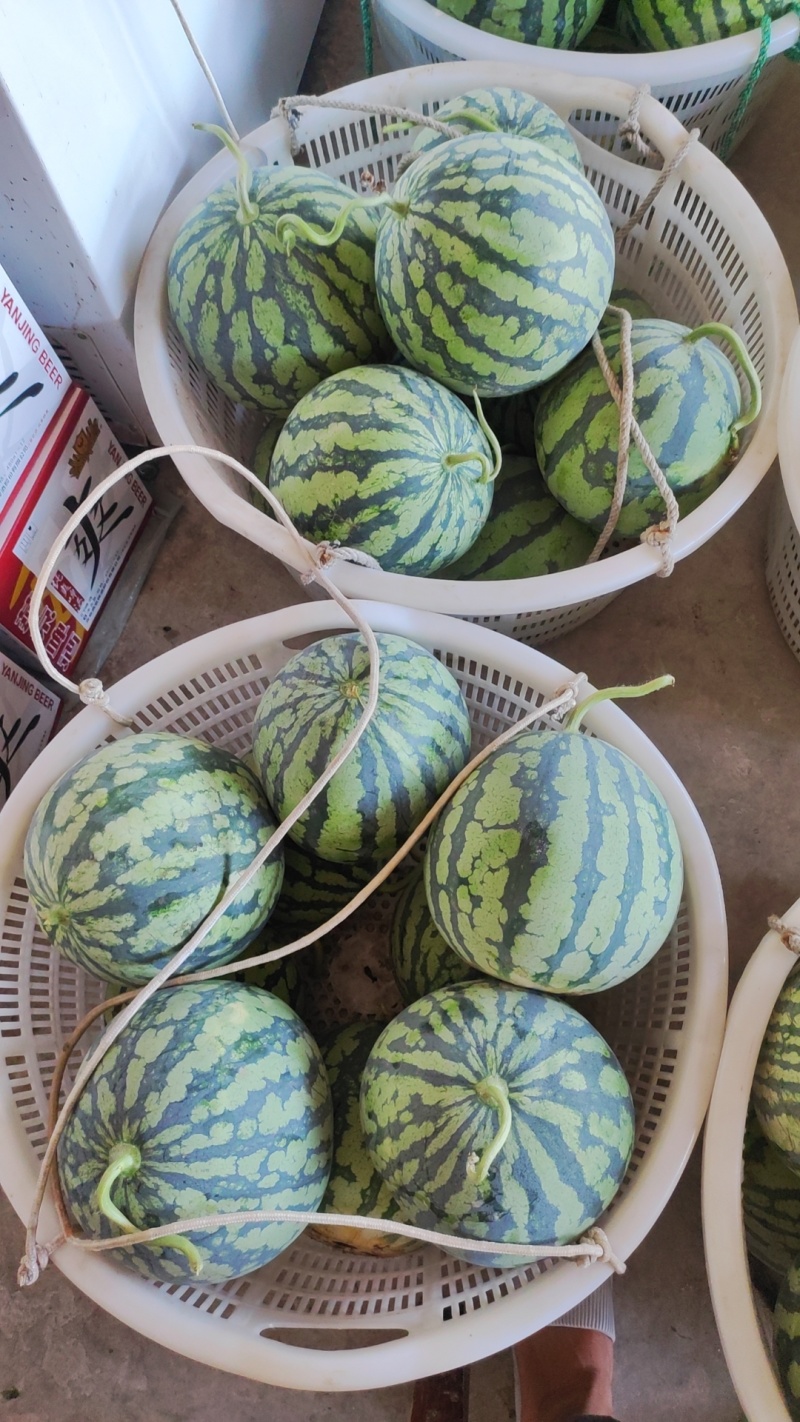 美都西瓜大量供应