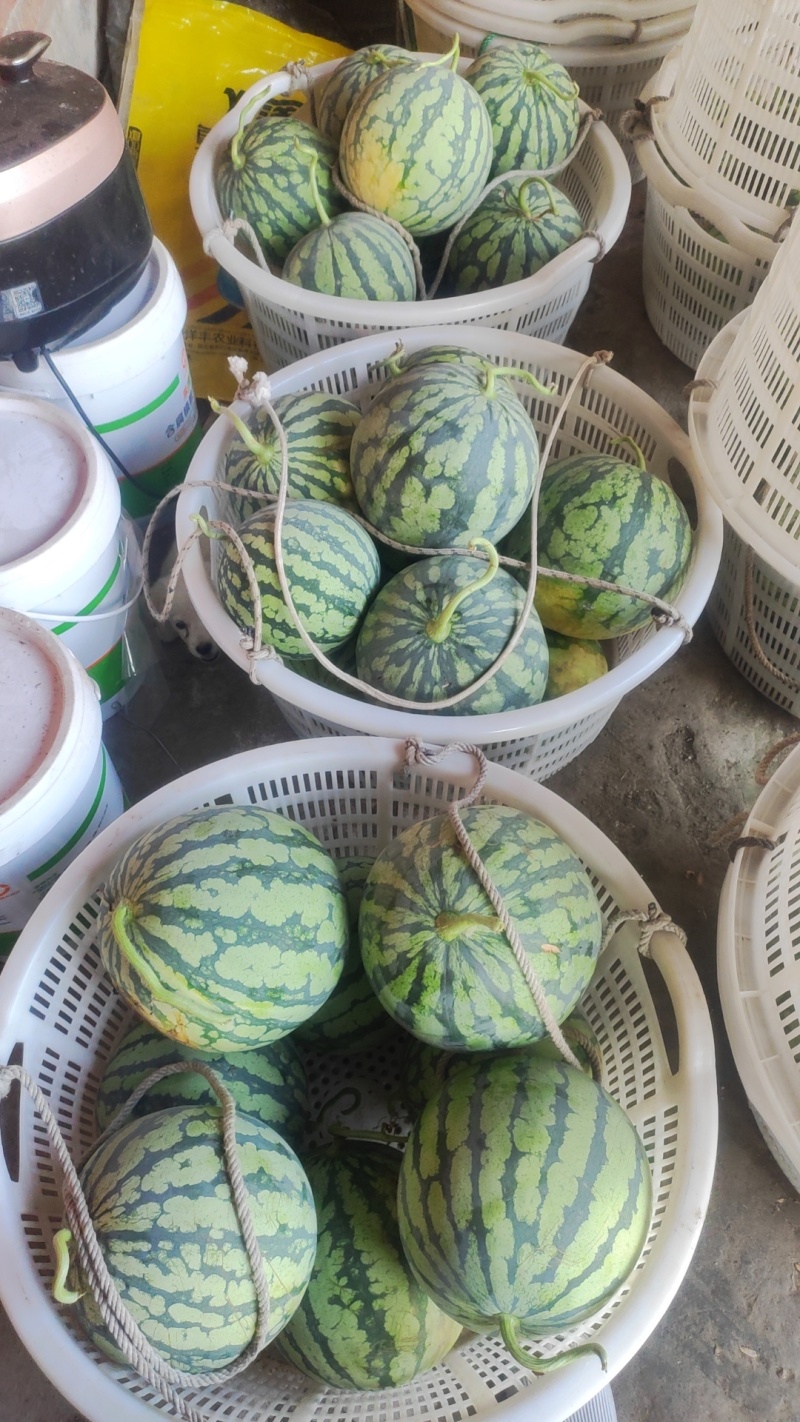 美都西瓜大量供应