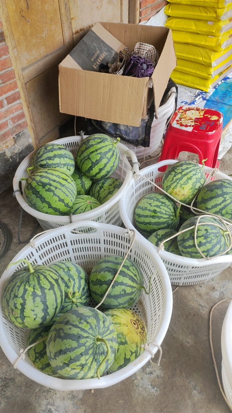 美都西瓜大量供应
