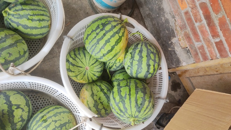 美都西瓜大量供应
