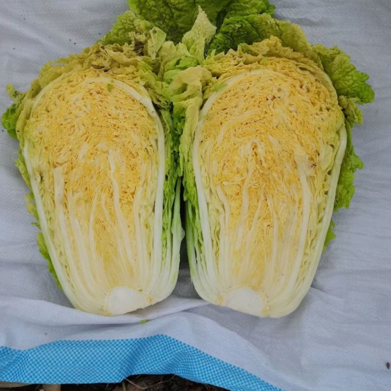 神狮桔红心黄心大白菜种子口感好优质高产抗三大病害