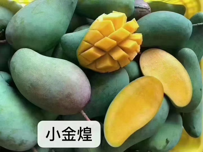田阳芒果