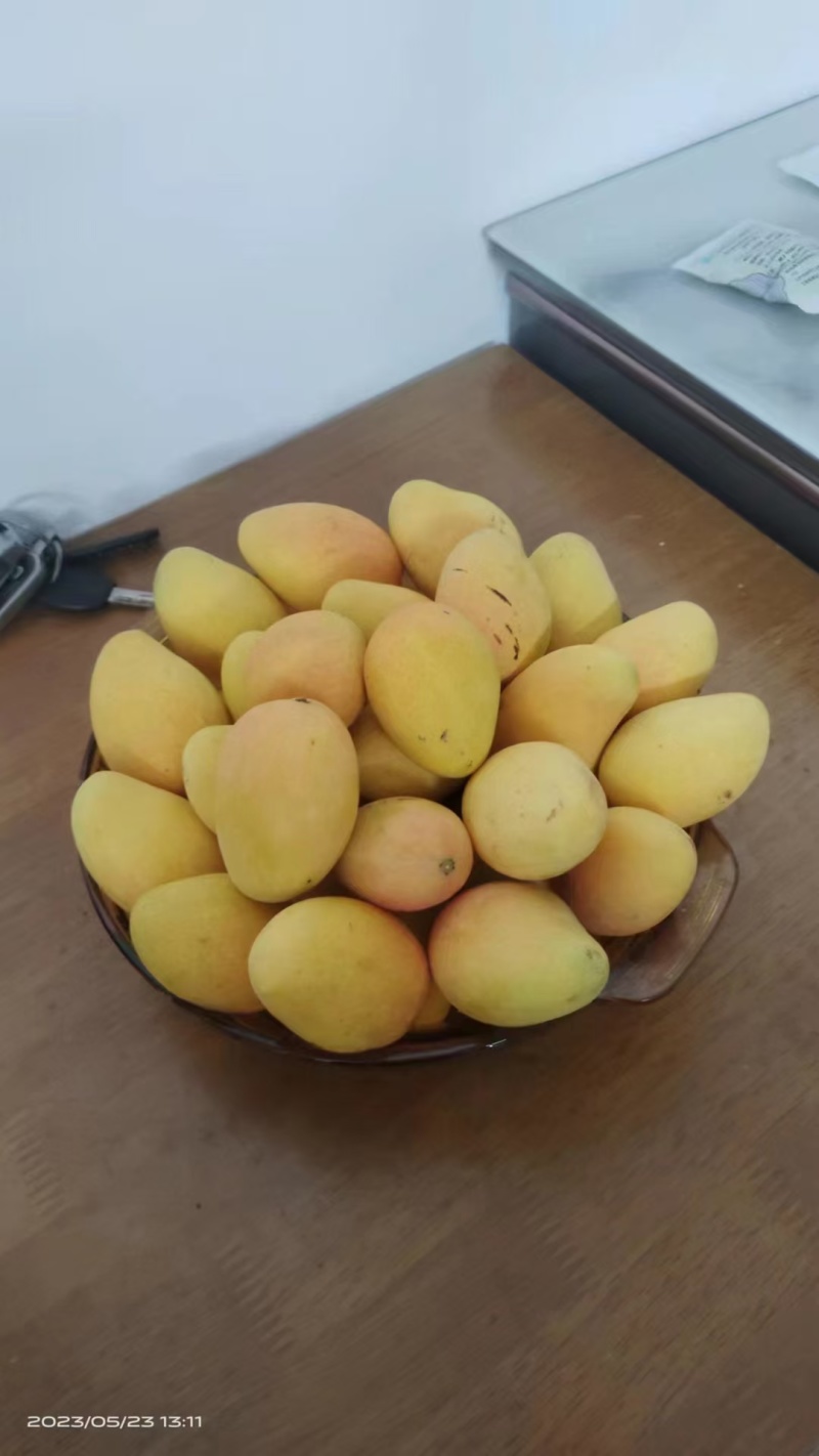 田阳芒果