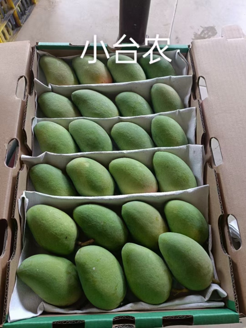 田阳芒果