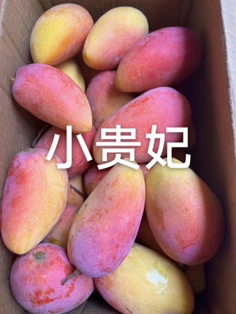 田阳芒果
