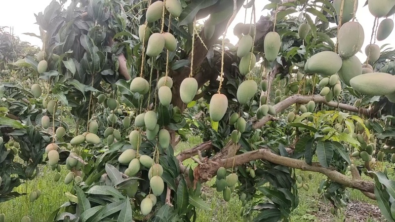 田阳芒果